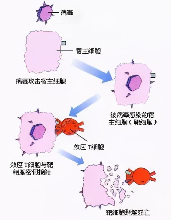 新型癌症疫苗1年内或问世！一针下去，97%的肿瘤都消了