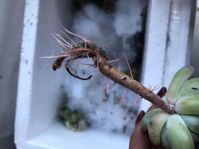 保鲜膜|多肉快速发根法，不用土，一周就能冒白根！