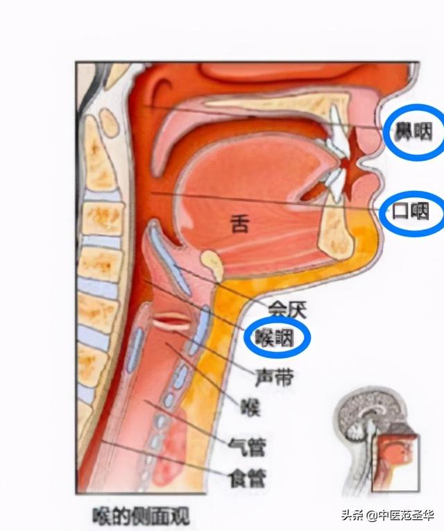 咽炎：咽喉疼痛还有痰？中医治疗效方一则（附咽炎茶饮方）