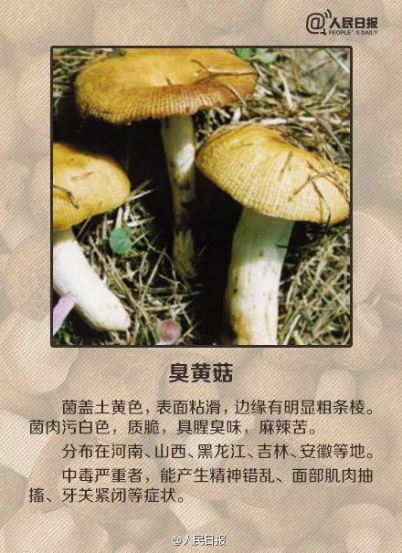 医院|桂林5人被野生菌放倒！中毒者事后回忆：吃起来又脆又甜……