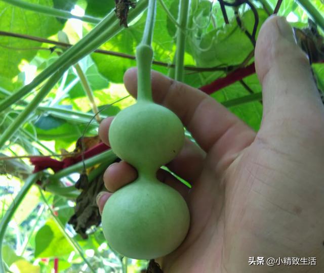 葫芦|简单7步，在阳台种小葫芦，一盆结十几个，随便盘