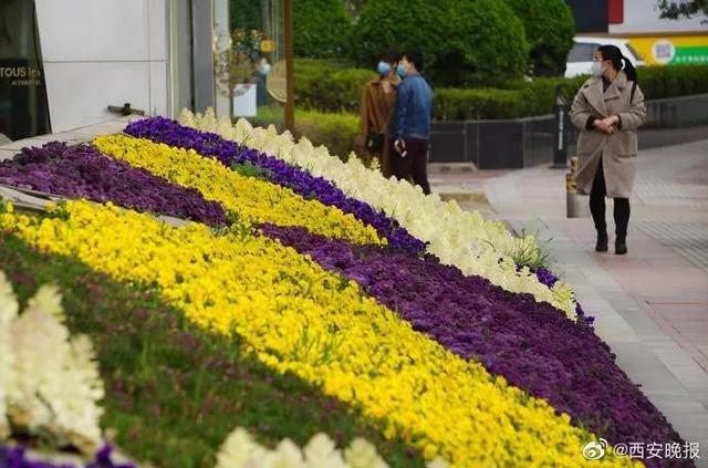 「旅行百事通」实名曝光西安这几个地方的春天，太美了…