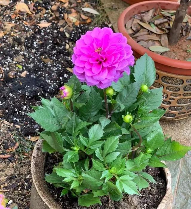 一种听名字很土气的花，开花却是拳头大，盆栽养护更注重方法