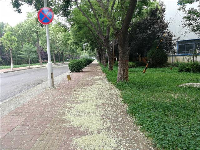 杏花雨大家都清楚，你听说过槐花雨吗？看到过吗？我看到啦