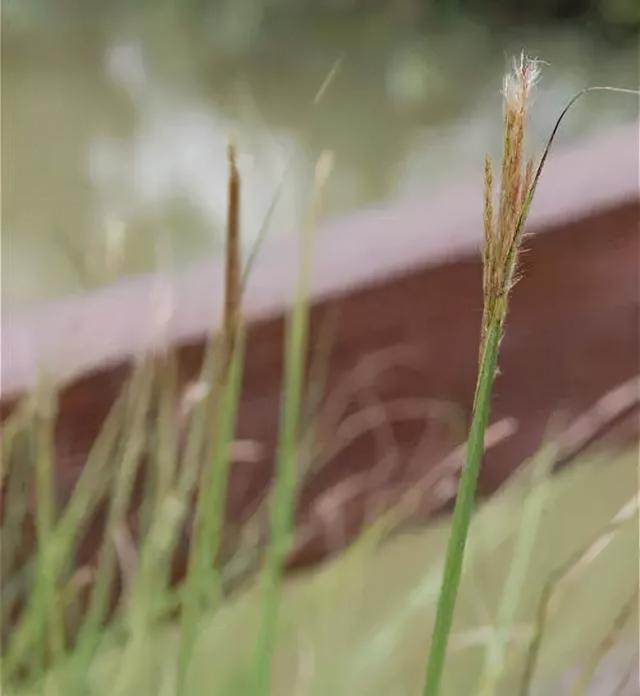 地被花卉篇——雨水花园里的植物们