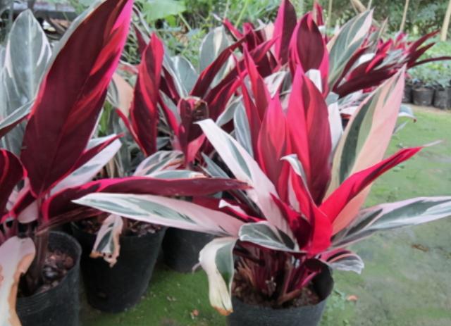 寒冷的冬天阳台“冷清”，养这5种花，叶子比花美，不开花也漂亮