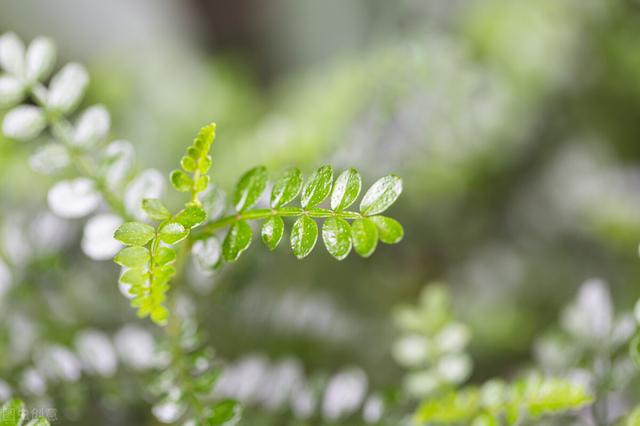 这些“假花”比真花好养，别不信，假花比真花多是有道理的