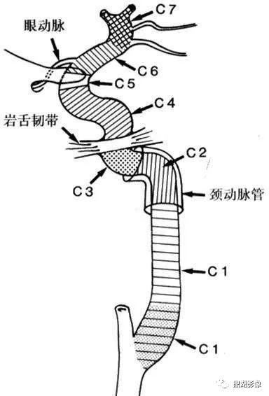 WoW，最全神经系统解剖图来了