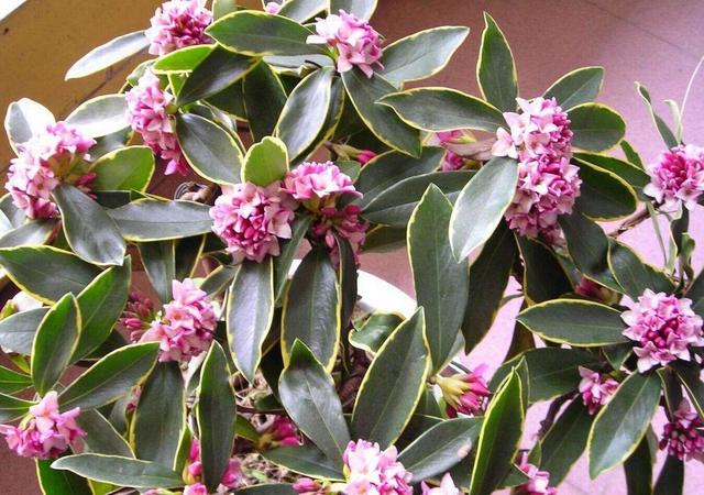 3种耐寒花，冬天养很省心，开花香喷喷寓意好