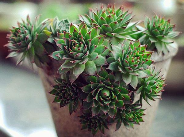 忙？喜欢养多肉？盆栽观音莲牢记此5点，好看又好养