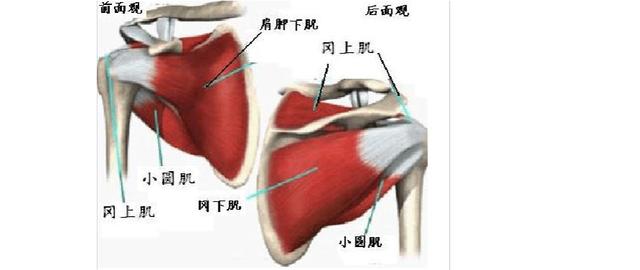 最常见的肩关节痛——肩袖损伤