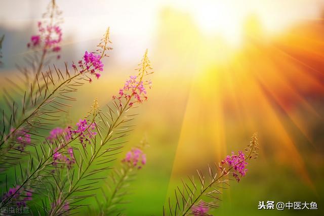 张廷模中药学讲稿 22 细辛 苍耳 辛夷 藁本 薄荷 牛蒡子