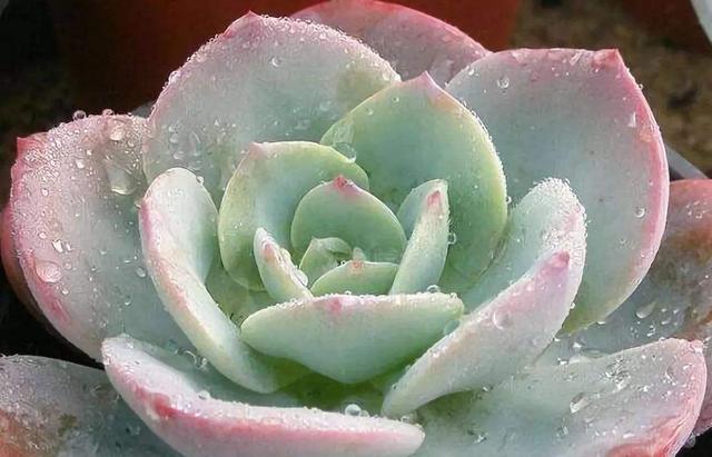 根系|花卉上盆后，什么时候浇定根水？怎样浇？