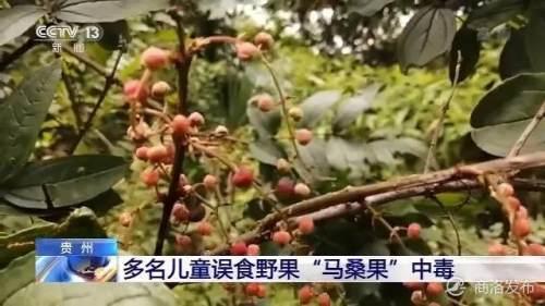 超级宝妈|西安家长快给娃叮咛：路边野果不要摘！多名儿童误食这种野果中毒了