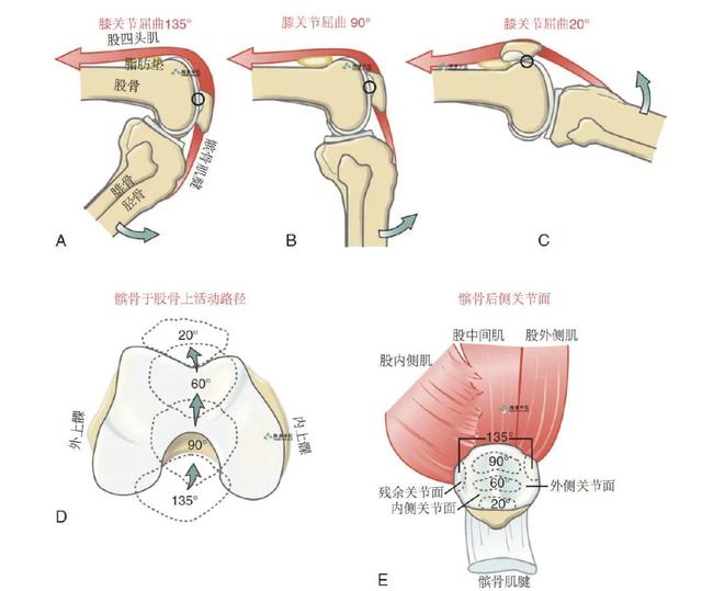 膝关节解剖及常见损伤