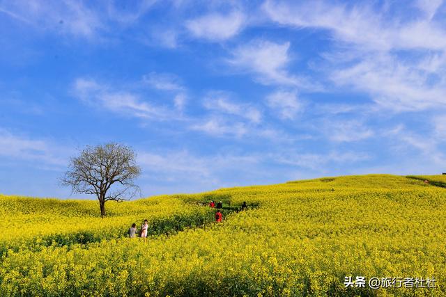 「约吗旅行」百万亩油菜花盛开，处处诗情画意，致最美的汉中油菜花
