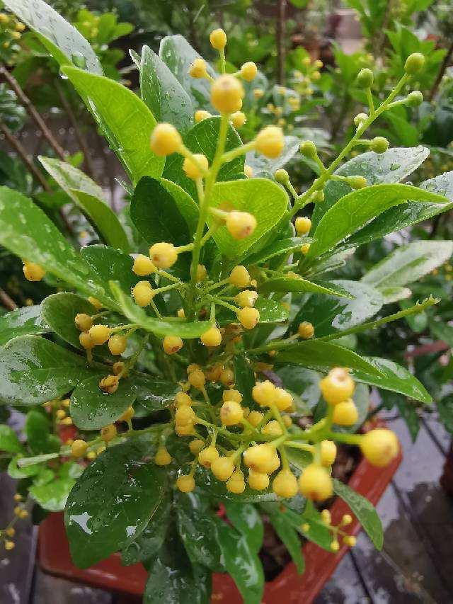 小植物也有大功能，三类健康花，养10盆也不嫌多