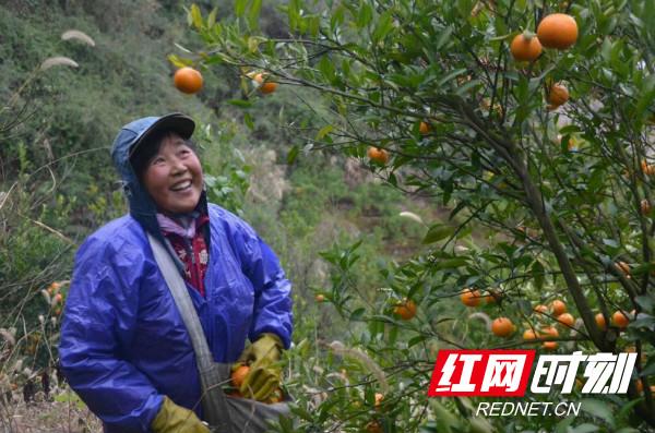 【红网】泸溪：开往小康的“电商快车”