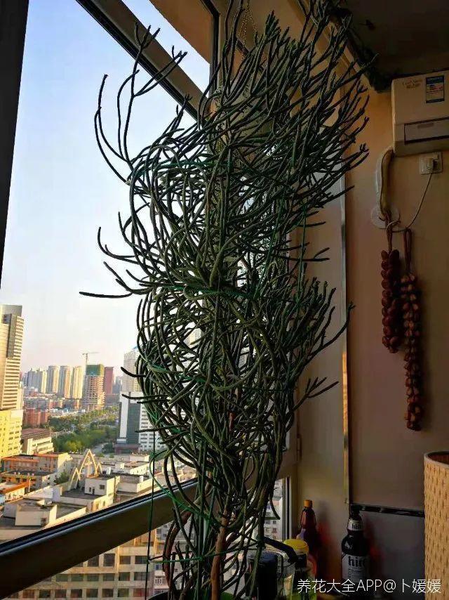 15种镇宅花，家里摆一盆，镇宅旺运超霸气