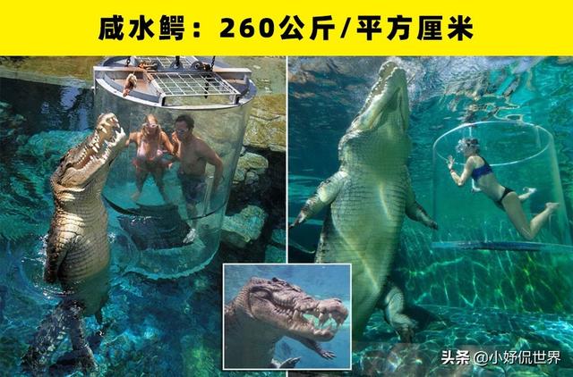 2,咸水鳄:260公斤/平方厘米