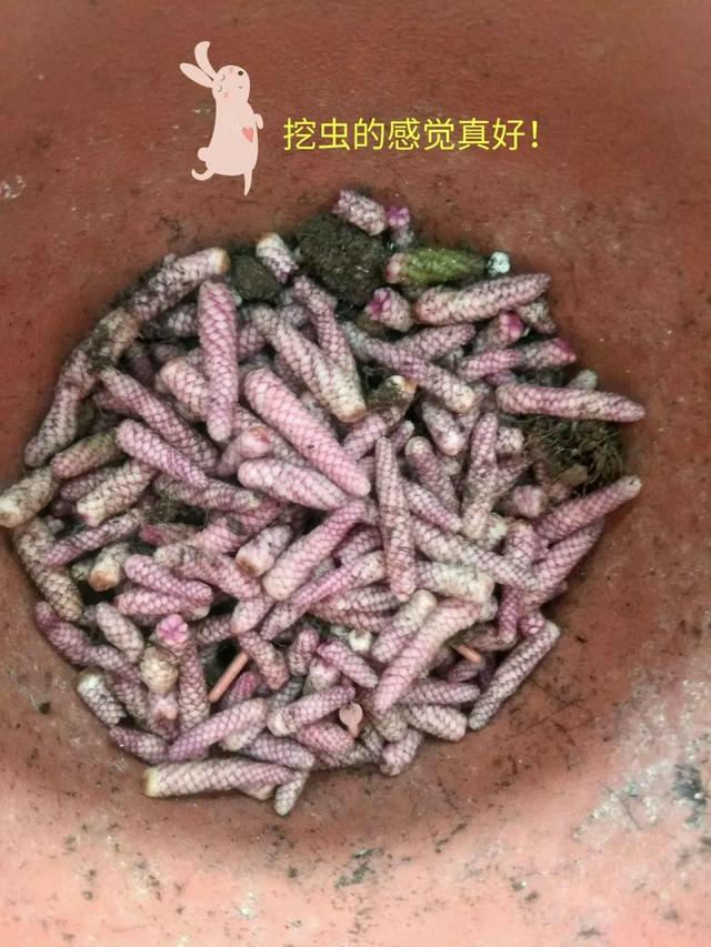 花盆里挖出的鳞茎，长得像虫子，原来是“大补之物”