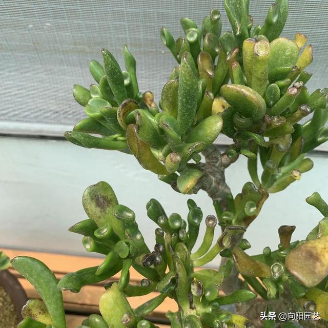 这花叫马蹄掌，也叫吸财树，寓意“招财进宝”，比多肉还好养