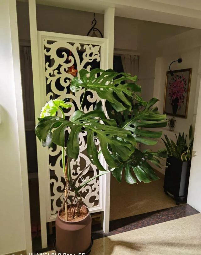 15种镇宅花，家里摆一盆，镇宅旺运超霸气