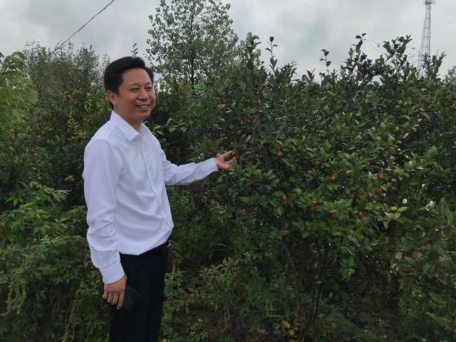 茶油|《生命时报》：茶油的宝贵价值被忽视了