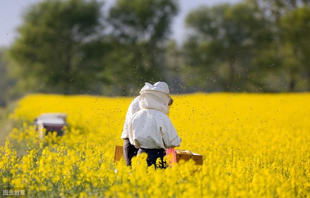 蜜蜂疾病智能诊断升级，数据分析能够降低养蜂多少门槛？