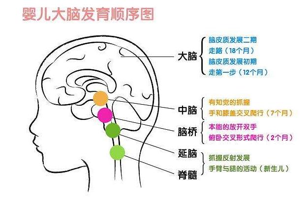 「超级宝妈」哈佛研究发现：儿童大脑发育高峰期一生就只有3次，父母别不重视