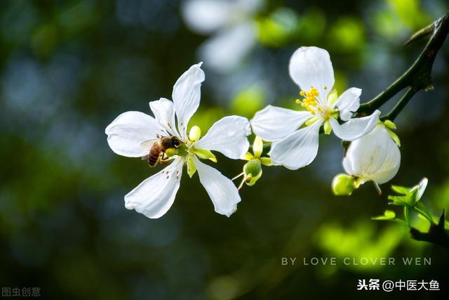 张廷模中药学讲稿 46 小茴香 丁香 良姜 花椒 荜茇 橘皮