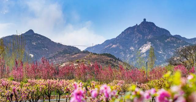 『约吗旅行』迎着春光，赴一场花海之约~