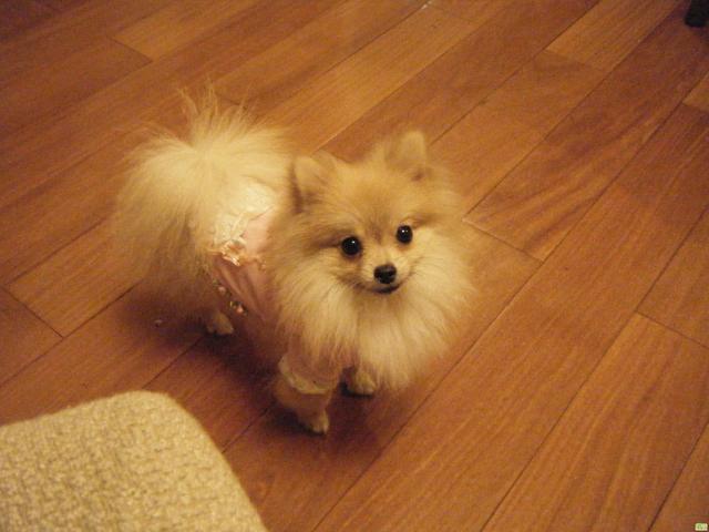 博美犬脾气很大,而且性格好斗,爱挑衅,即使是体型比它大的狗狗也照样