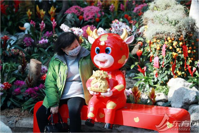 年宵|“属牛”的植物哪里有？年宵花展年味浓