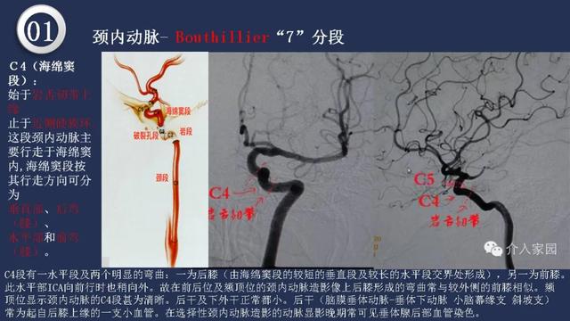 头颈动脉系统相关解剖