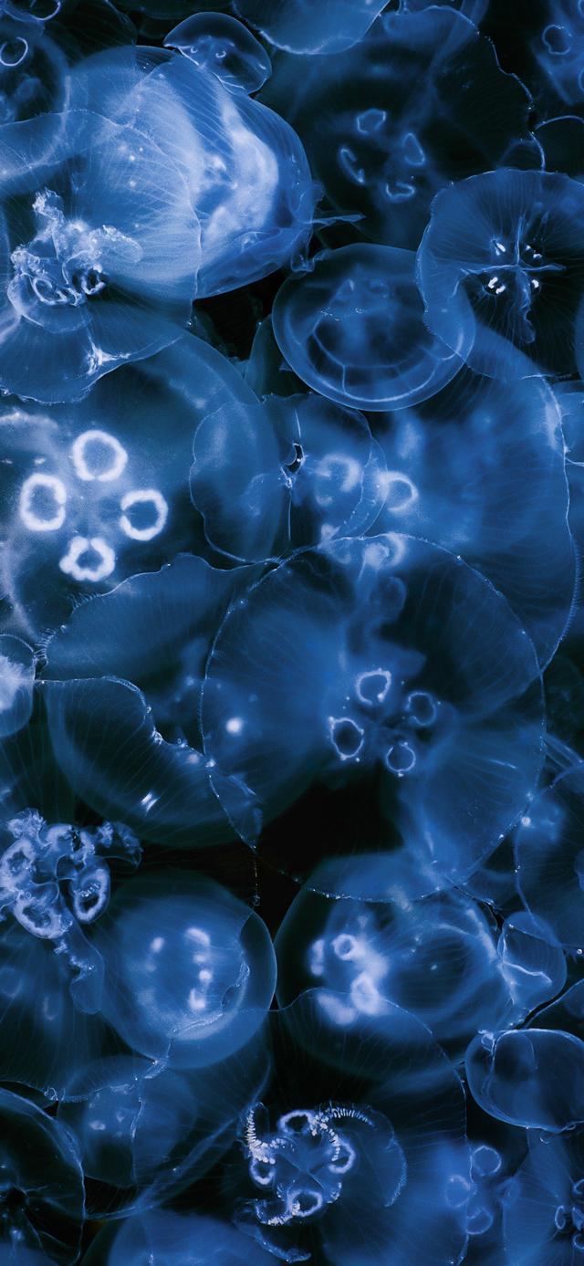 高清，OPPO的这组壁纸，被称为最有艺术感的壁纸