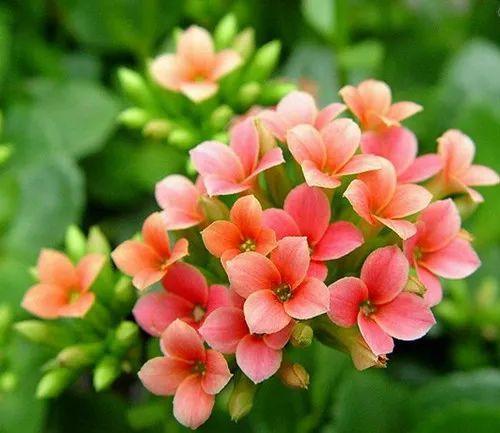 市场|春天在哪里？来杨浦这个花鸟市场找找春天的颜色