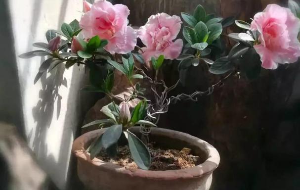 养杜鹃花，注意此3点，不掉一片叶，花朵颜色鲜艳