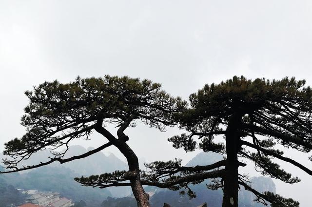 松树全身都是宝，松叶、松子、松皮、松节都是药，松节泡酒祛风湿