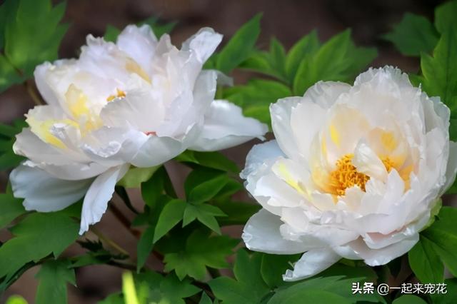 3种漂亮花，生长旺繁殖快，一年1盆变多盆，适合新手