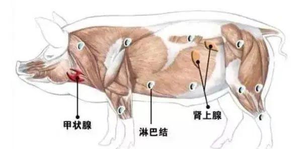 猪肉|原来吃“二师兄”有这些讲究！你都知道吗？