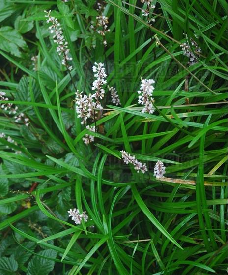 神农本草图经 | 柏实 菌桂 牡桂 天门冬 麦门冬