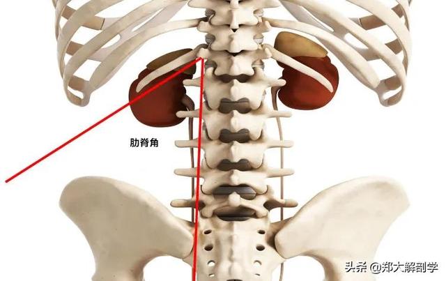 「从骨到筋」胸骨和肋解剖与触诊检查