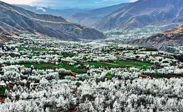 「约吗旅行」真的应了那句;到金川,漫山梨花,才明白了什么叫做“春深似海”