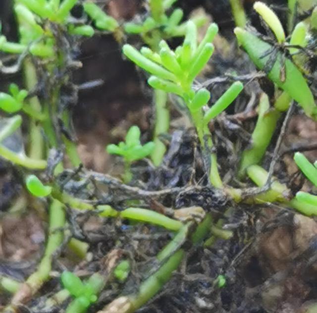 被忽视多年的薄雪万年草，重新回归花友视线，靠的是颜值