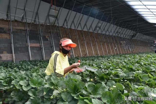 吉报调查聚焦靖宇县脱贫攻坚:产业项目如花绽放,贫困户致富的希望就在眼前