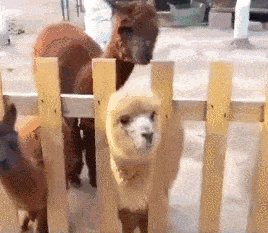 搞笑gif:小姐姐你这表情有点意思啊