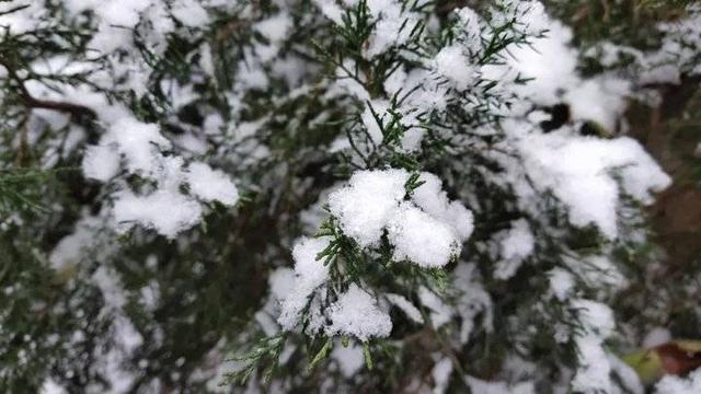 鲁东大“雪”