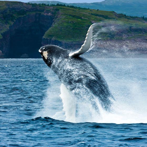 [旅行柚子君]在加拿大的星空下，闪耀女神的光芒吧
