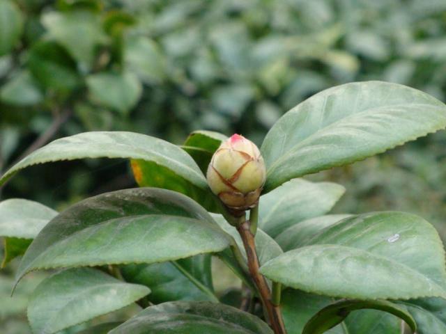 茶花马上就要开花了，但是花苞却停止生长了，找到原因很重要